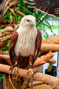 闪光国家红鹰捕食者观鸟尾巴动物群梧桐树翅膀公园猎物图片