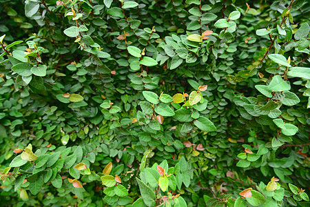Ivy长谷墙树叶风光田园植物生长围墙背景图片