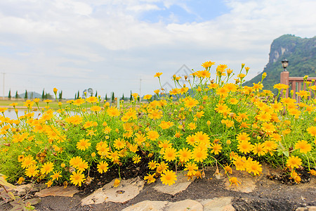 宇宙花草地热带天空场地植物学活力紫色花园花粉农村图片