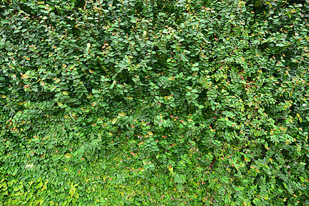 Ivy长谷墙田园围墙树叶植物风光生长背景图片