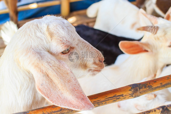 山羊生态国家耳朵头发牧场农场毛皮栅栏鼻子乐趣图片