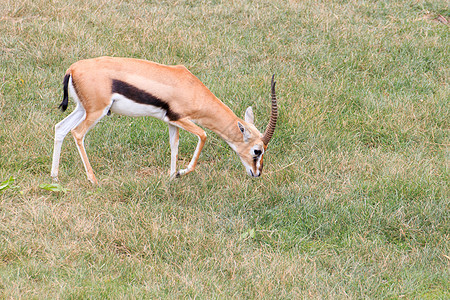 羚星体哺乳动物野生动物跳羚女性男性天空短跑蓝色牛角警报图片