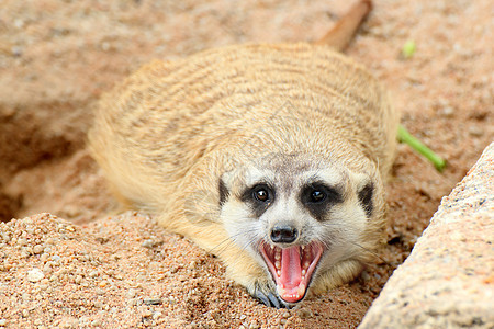 迈尔卡特猫鼬沙漠毛皮家庭公园生态鼻子生物警报动物园图片