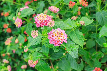 兰塔纳花瓣生长衬套植物群叶子草本植物花园植物橙子热带图片