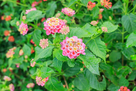 兰塔纳花瓣生长衬套植物群叶子草本植物花园植物橙子热带图片