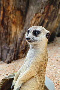 迈尔卡特动物园头发动物沙漠毛皮警卫手表鼻子哺乳动物生态图片
