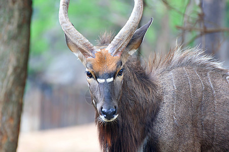 尼亚拉牛角游戏自由游客旅行羚羊动物野生动物游乐园荒野图片