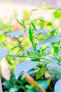 辣椒蔬菜植物食物生产胡椒美食盘子香料营养烹饪图片