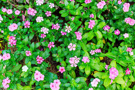 粉红 Periwinkle草本植物花瓣热带晴天植物叶子生长宏观草地植物群图片