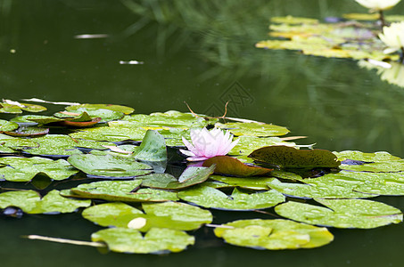 水上露莲花的图像花园环境传统墙纸叶子水池娱乐味道植物池塘图片