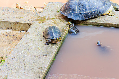 海龟速度乌龟动物园生活海滩男性荒野旅行皮肤绿色图片