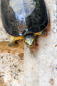 海龟棕色乌龟陆龟荒野速度旅行黄色皮肤男性生活图片