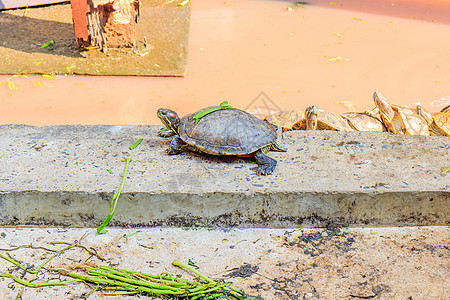 海龟陆龟海滩生活荒野乌龟旅行棕色黄色男性动物园图片