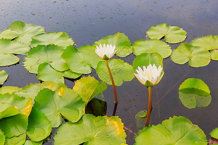 水百里花园紫色情调公园叶子绿色植物黄色环境荷花图片