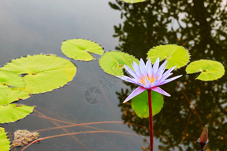 水百里美丽季节绿色环境紫色花瓣池塘花园异国百合图片