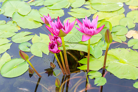 水百里叶子美丽花瓣植物环境百合池塘花园紫色黄色图片