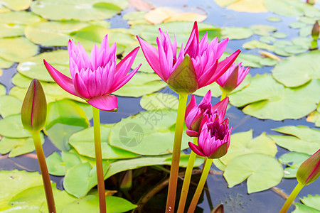 水百里季节情调植物黄色美丽公园紫色百合荷花叶子图片