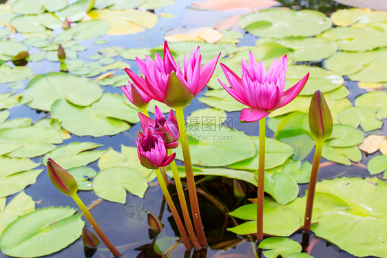 水百里百合紫色植物池塘花园情调花瓣植物学环境绿色图片