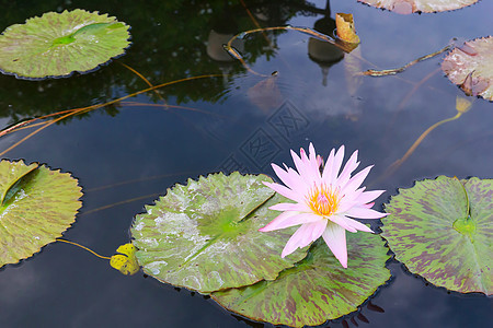 水百里花园情调紫色美丽百合叶子公园荷花植物环境图片