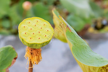 花萼水果核桃属粮食植物学湿地核心植物群植物食物生产图片