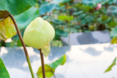 水百里花瓣池塘植物学环境黄色美丽绿色叶子异国情调图片