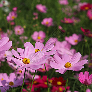 粉粉宇宙花朵农村花园植物群粉色绿色紫色场地荒野植物图片