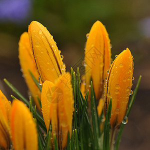 雨后郁金香红色黄色白色宏观植物花园花瓣水滴绿色橙子图片