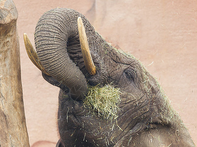 食草大象绿色动物黏土力量野生动物树干灰色獠牙荒野图片