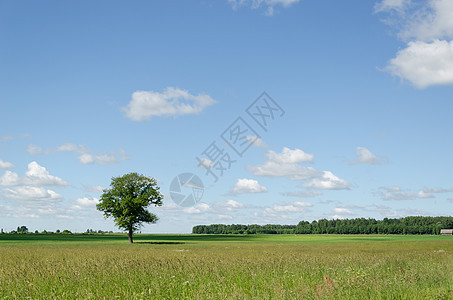 绿地和树的蓝色天空背景视图图片