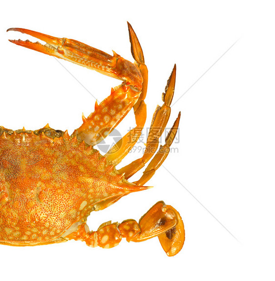 蒸汽蓝泳蟹海洋癌症女性海鲜十二生肖野生动物橙子螃蟹动物游泳者图片
