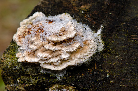 树上的蘑菇团体木头树桩森林菌类宏观照片烹饪荒野公园图片
