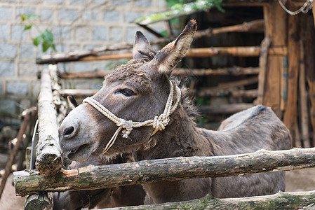 驴子耳朵动物国家棕色家畜哺乳动物乡村灰色谷仓骡子图片