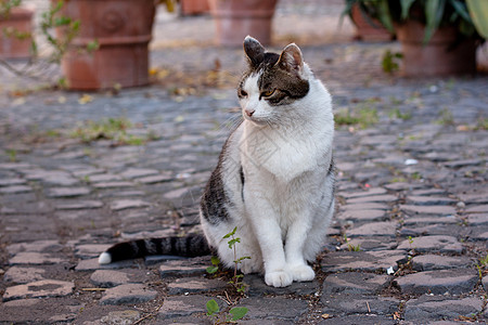 坐着猫宠物植物毛皮白色石头灰色黑色院子水平花盆图片