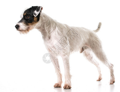 杰克 鲁塞尔梯列白色工作室警报动物宠物猎犬牧师家畜犬类图片
