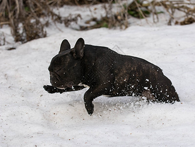 在雪中奔跑的狗狗宠物斑点犬类斗牛犬小狗跑步图片