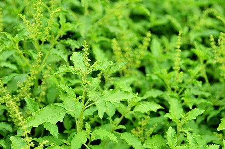 花园中最起码的圣所叶子枝条营养香味健康薄荷草本草本植物绿色蔬菜图片