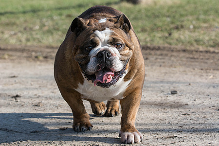 英语斗牛犬斑点速度公园跑步活力微笑宠物运动斗牛犬犬类图片