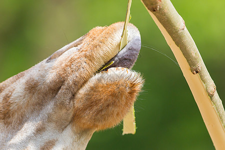 猪肉吃棕色斑点脖子网状动物学脊椎动物俘虏树叶动物园动物图片
