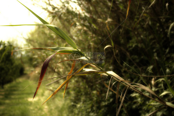 野草背景上的巨拐杖芦苇芦竹甘蔗手杖杂草图片