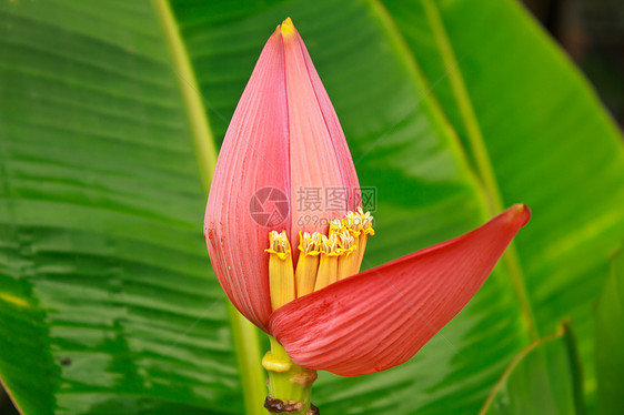 香蕉矿石种植园环境生长食物文化植物农村丛林农场花瓣图片