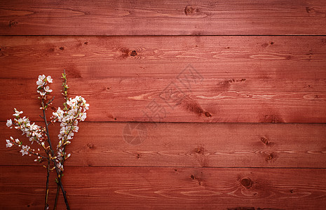 木材纹理背景上的夏花国家花朵墙纸木板资源岩石乡村松树材料木头图片