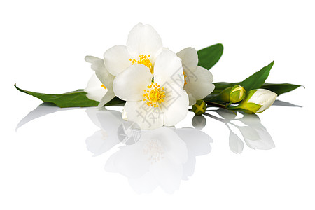 茉莉花脆弱性宏观叶子植物学花瓣庆典植物香气白色香味背景图片