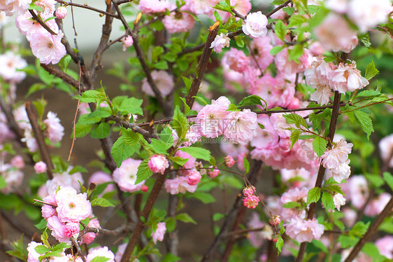 灌木上粉红花季节叶子花朵公园街道植物学花瓣植物美丽花园图片