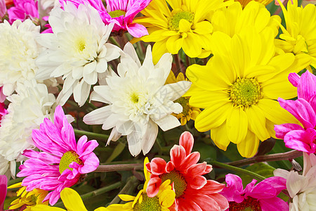 花朵菊花野花花束荒野太阳植物群柳条花园洋甘菊植物图片