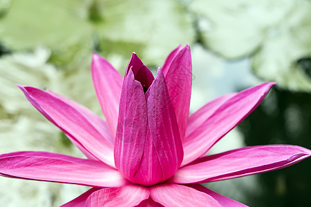 粉红色莲花睡莲植物树叶粉色图片