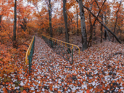 秋林红色风景森林橙子栏杆黄色绿色公园季节叶子图片