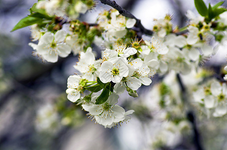 樱桃花在自然背景上紧闭花园叶子公园园艺天空植物学季节风景植物群植物图片