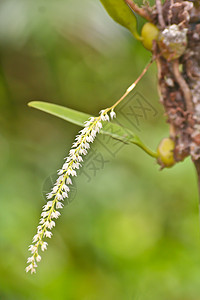 泰国森林中的野生兰花绿色荒野植物学彩色植物野生动物异果植物园热带叶子图片