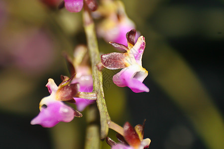 泰国森林中的野生兰花植物学植物园异果野生动物叶子荒野热带植物彩色雨林图片