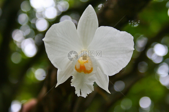 泰国森林中的野生兰花植物园绿色雨林热带荒野异果植物群野生动物彩色植物学图片